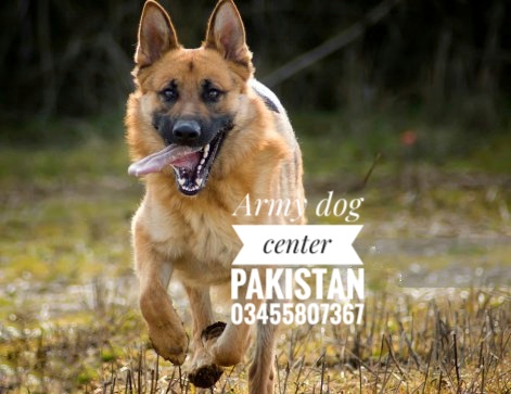 Unveiling the icons of the Army Dog Center