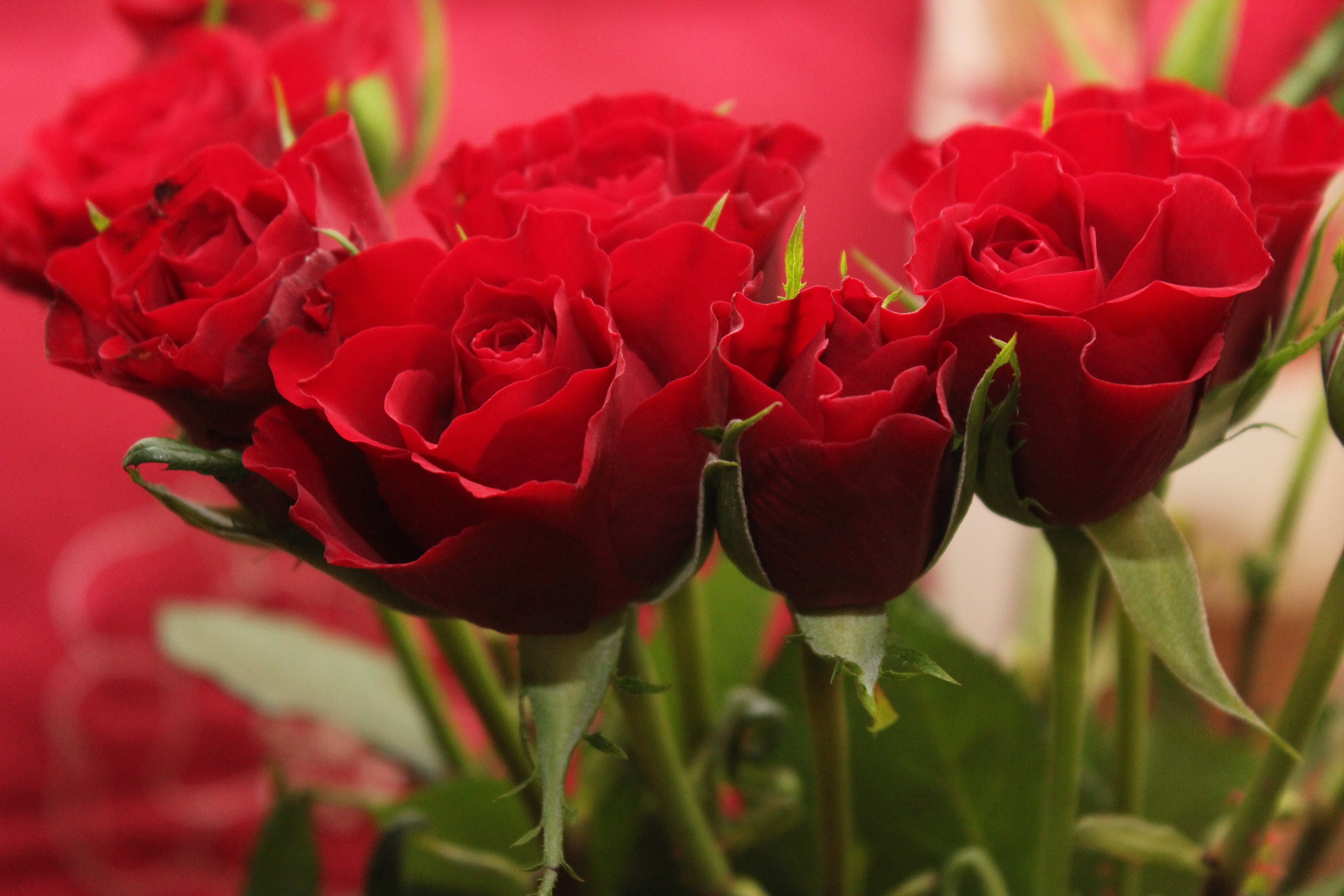 A Guide to Selecting the Most Romantic Valentine's Day Flowers