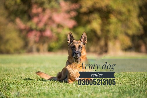 Heroic Canines of Pakistan into the Army Dog Center