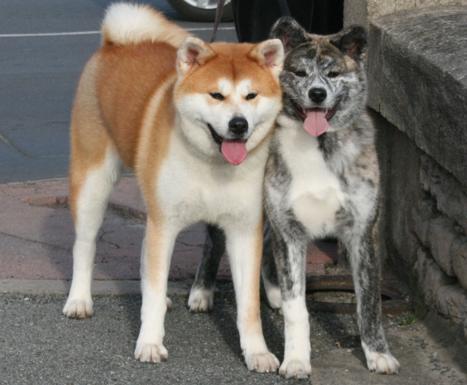 Common Mistakes to Avoid When Buying an Akita Dog