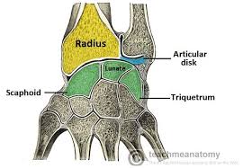 The Wrist Joint - TeachMeAnatomy